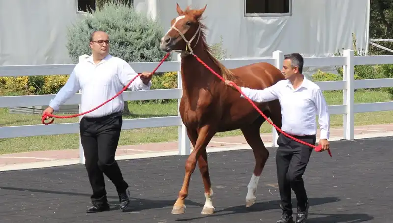 Taşkın Kral: Doğa Olaylarıyla Rekor Düşüren Düşünür