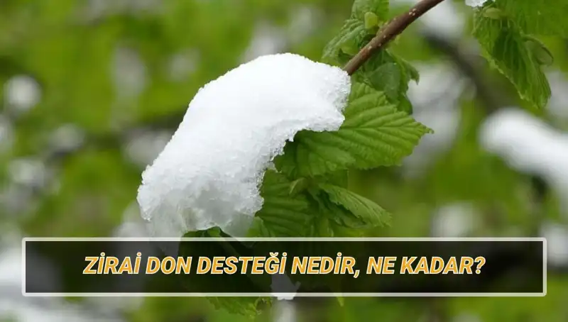 Zirai Don Desteği Ne Kadar, Hangi İllere Verilecek?