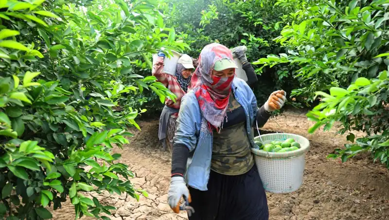 Markette Yüksek Fiyat Alarmı: 150 Lira Üstünde Sebze Fiyatları Düşecek Mi?