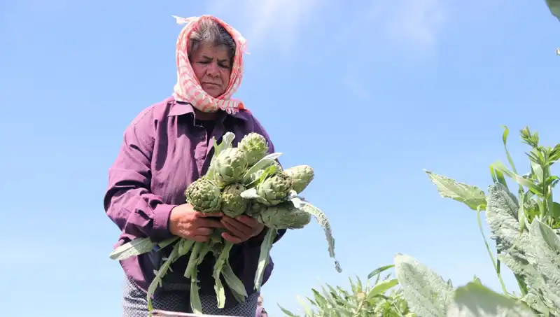 Tüketiciyi Şaşırtan Fiyatlar: Tarladan Sofralara 50 TL!