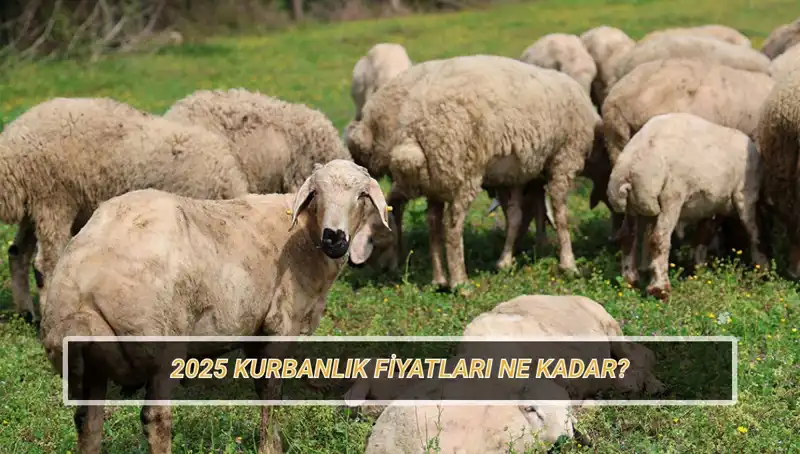 2025 Kurbanlık Fiyatları: Büyükbaş ve Küçükbaş Kurbanın Satış Fiyatları